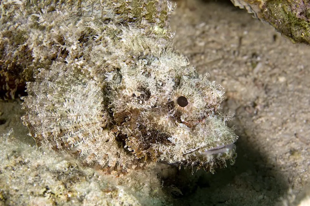 blackturtledive.com-bearded-scorpion-fish-koh-tao-thailand